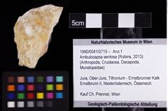 Foto (Objket + Etiketten) von Ambulocapsa sentosa (Robins, 2013) 